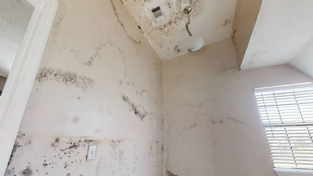 Best Emergency Mold Remediation  in Wamego, KS