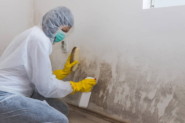 Best Environmental Consulting for Mold Prevention  in Wamego, KS