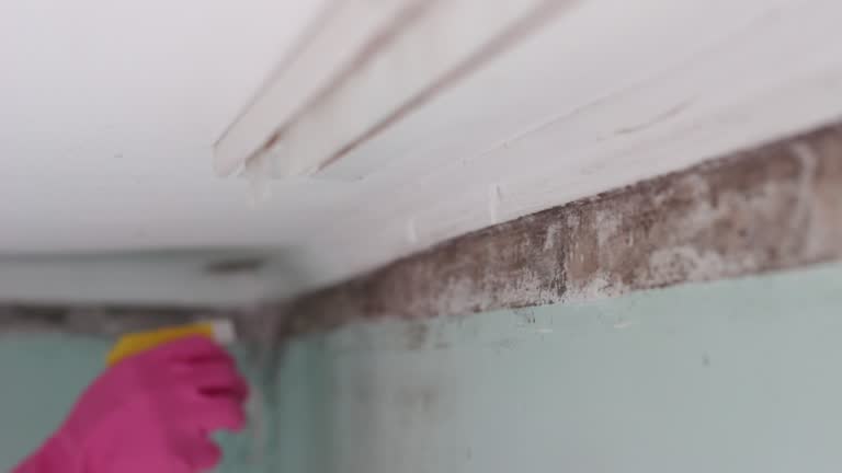 Mold Documentation for Insurance Claims in Wamego, KS